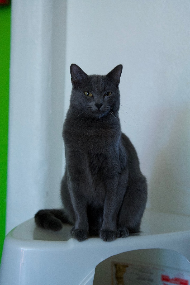 Slate Gray 5