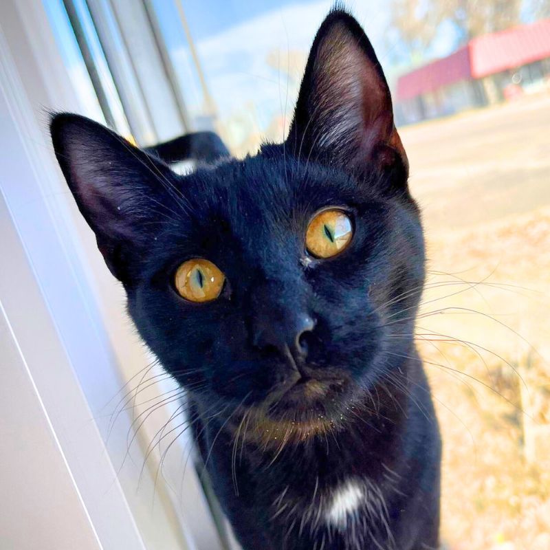 Jupiter, an adoptable Domestic Short Hair in Laramie, WY, 82073 | Photo Image 1