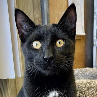 Jupiter, an adoptable Domestic Short Hair in Laramie, WY, 82073 | Photo Image 2