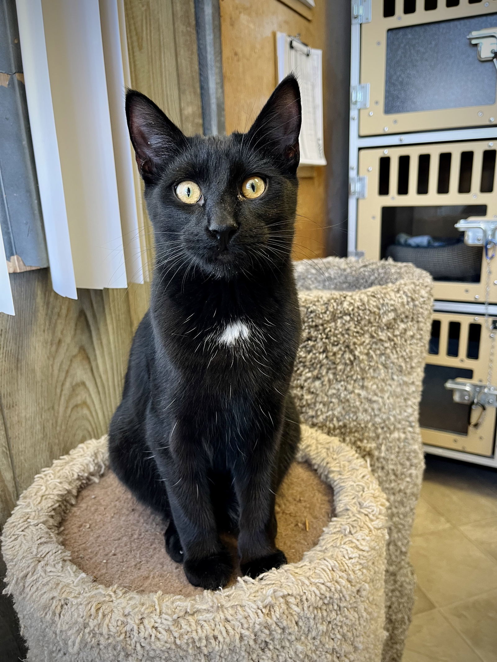 Jupiter, an adoptable Domestic Short Hair in Laramie, WY, 82073 | Photo Image 3