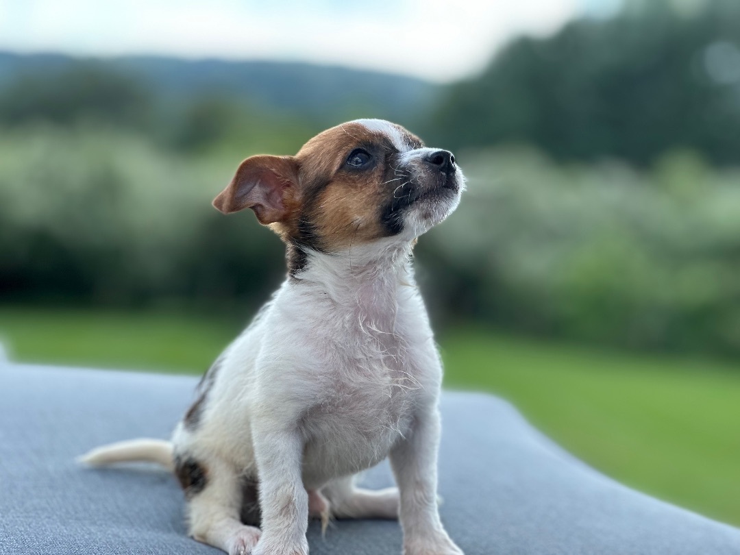 Photo of Baby Male Jack Russell Terrier 