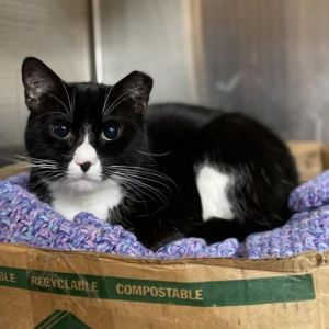 Hello kind soul I am Denali a graceful black and white domestic shorthair wit