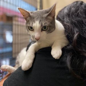 Meow dear reader Im Isaac a white and grey tabby with the most beautiful forest green eyes youv