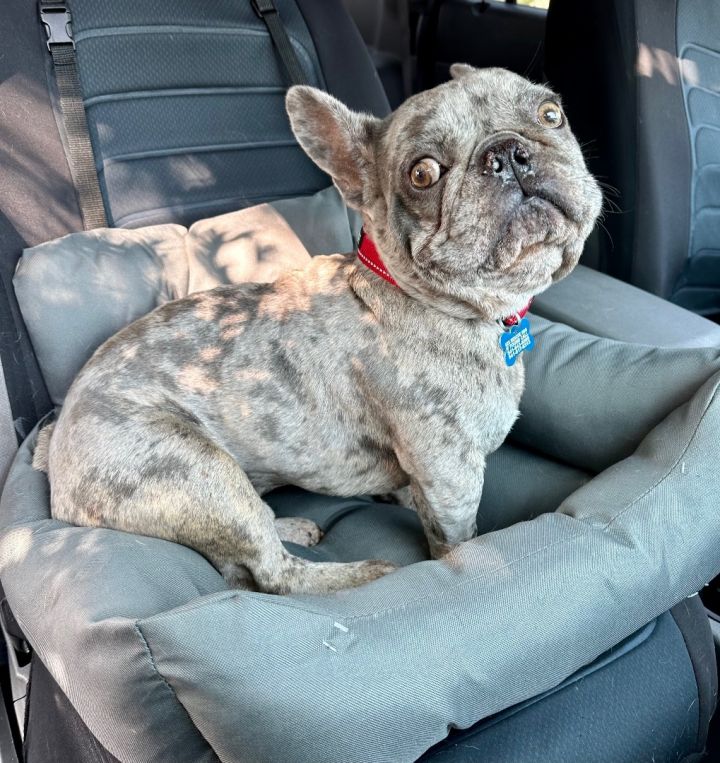 Dog for adoption - Marvin The Martian, a French Bulldog in Roseburg, OR ...