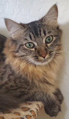 Rainbow, an adoptable Domestic Medium Hair in Glendale, AZ, 85305 | Photo Image 1