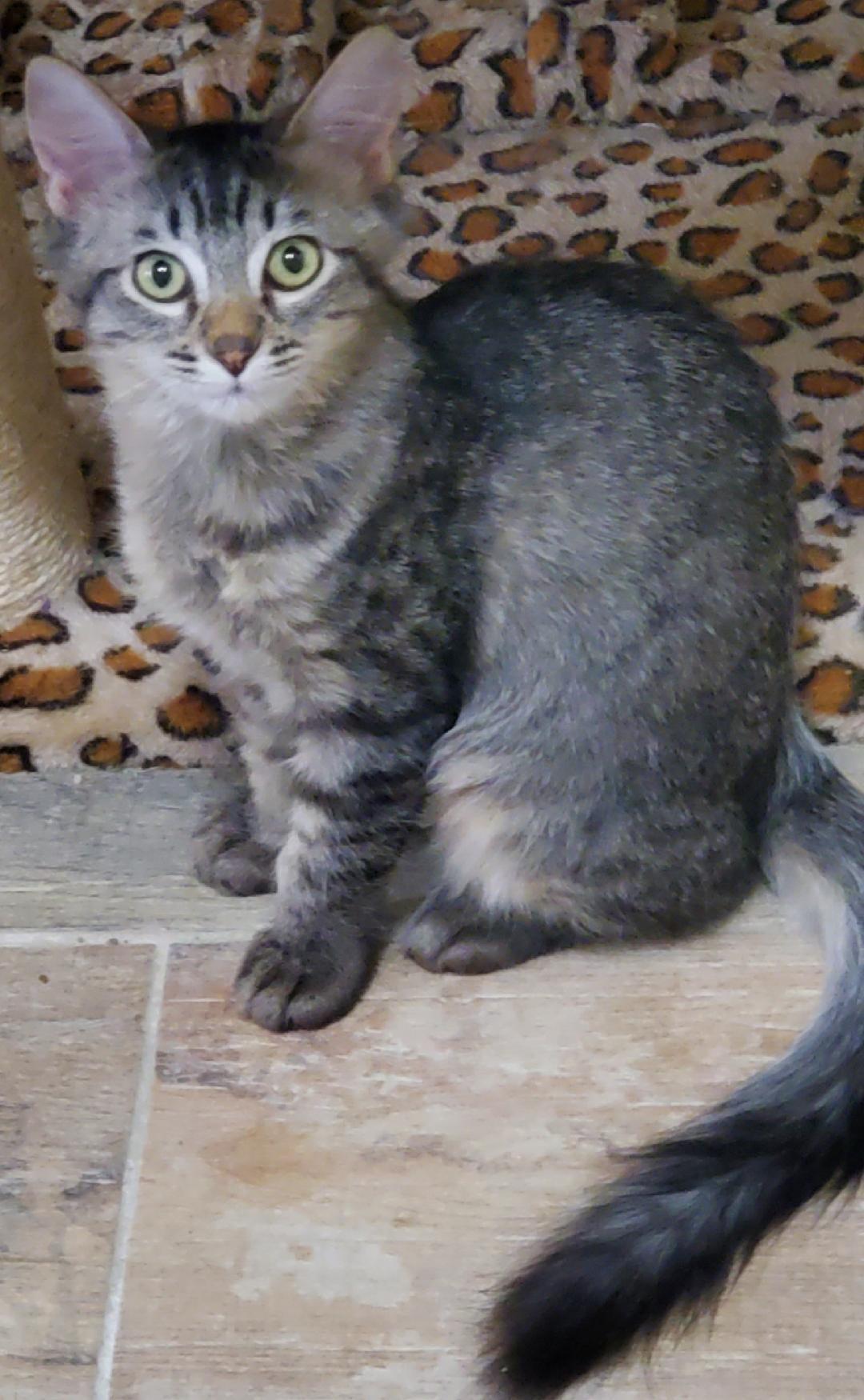 Rainbow, an adoptable Domestic Medium Hair in Glendale, AZ, 85305 | Photo Image 2