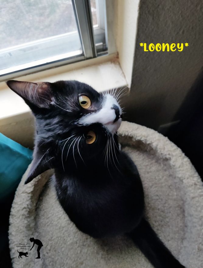 Looney