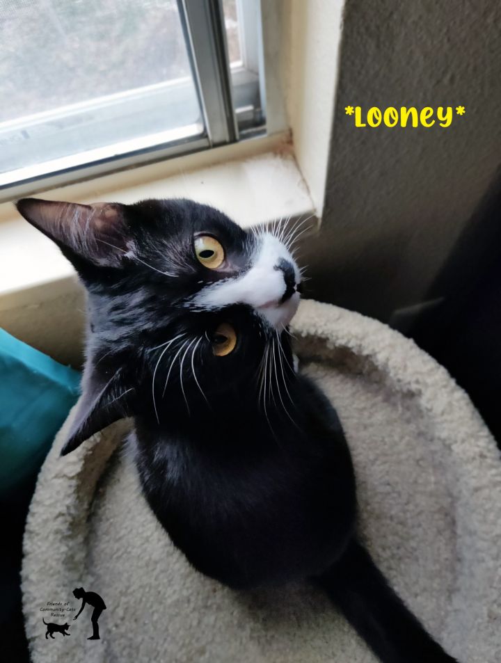 Looney, an adoptable Domestic Short Hair in Centerville, UT_image-1