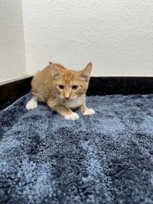 Cats For Adoption Near Las Vegas, Nv | Petfinder