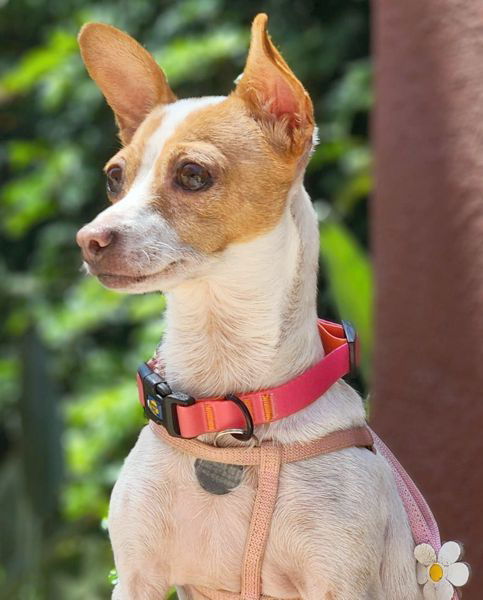 Dog for adoption Cha Cha a Jack Russell Terrier Chihuahua Mix