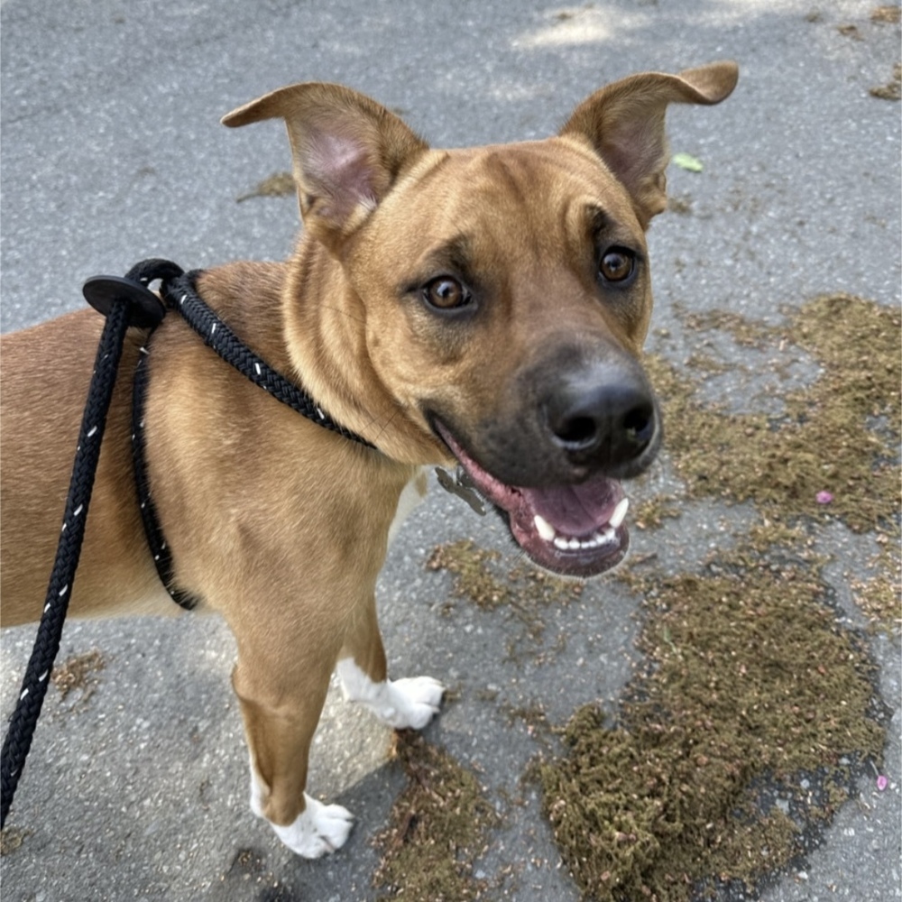 Winston - AVAILABLE, an adoptable Pit Bull Terrier, Shepherd in Seattle, WA, 98115 | Photo Image 2