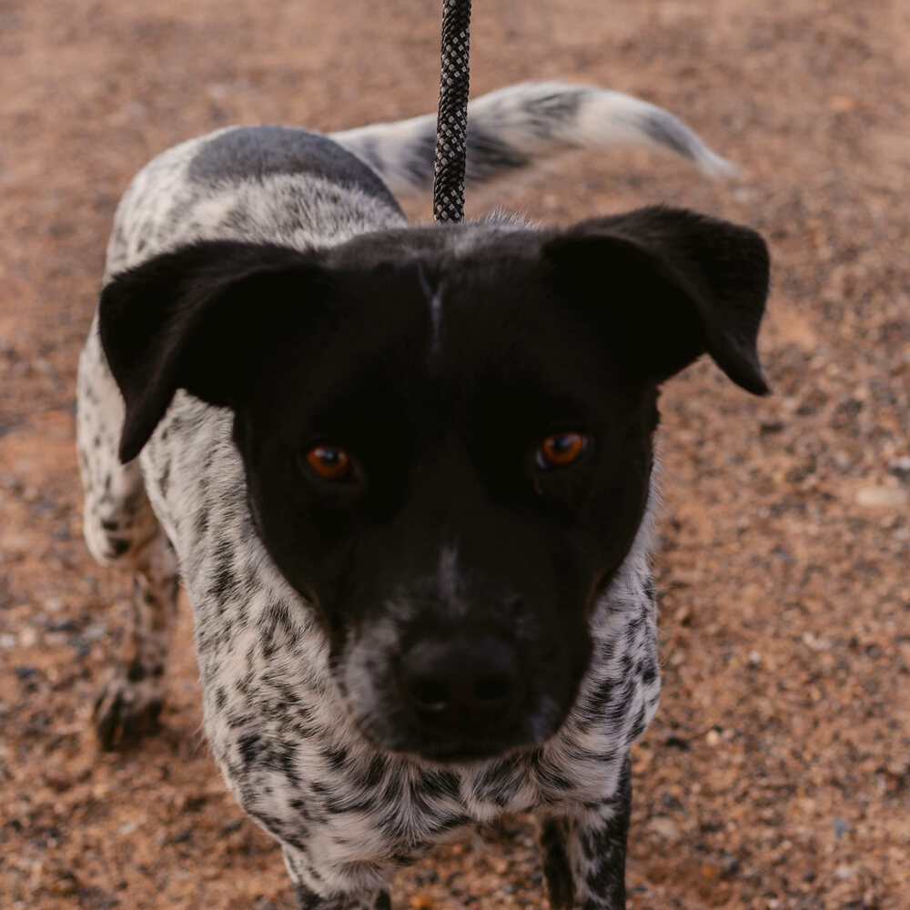 Greyson, an adoptable Cattle Dog in Page, AZ, 86040 | Photo Image 1