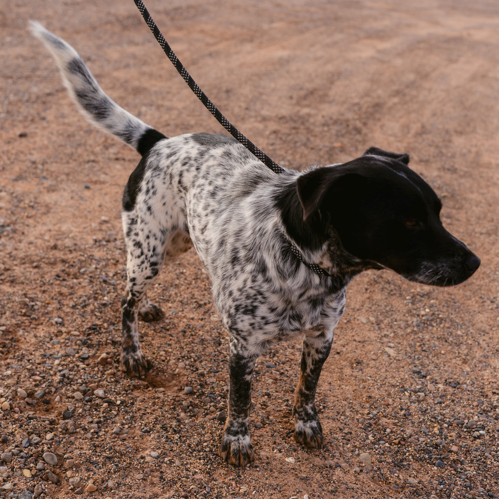 Greyson, an adoptable Cattle Dog in Page, AZ, 86040 | Photo Image 2