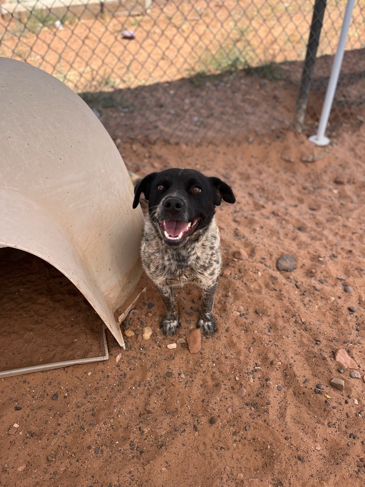 Greyson, an adoptable Cattle Dog in Page, AZ, 86040 | Photo Image 3