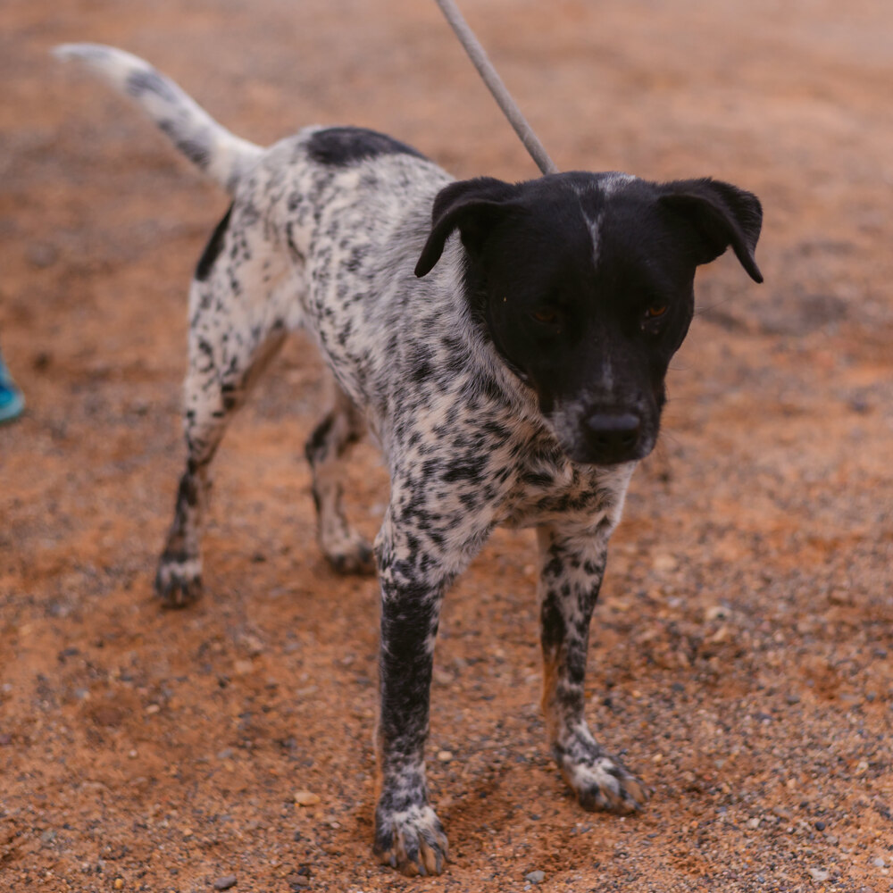 Greyson, an adoptable Cattle Dog in Page, AZ, 86040 | Photo Image 4