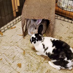 Oreo and Lulu English Spot Rabbit