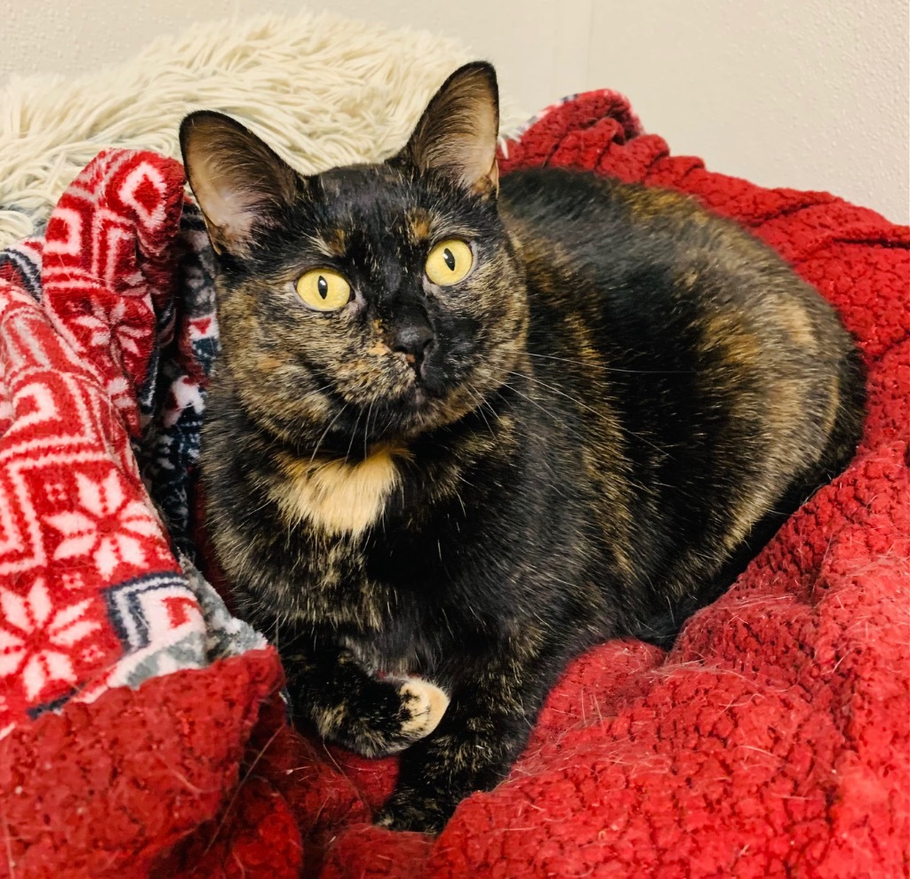Scylla