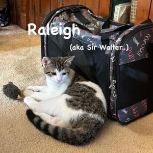Sir meow backpack store