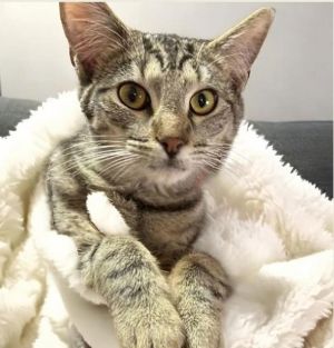 Oscar