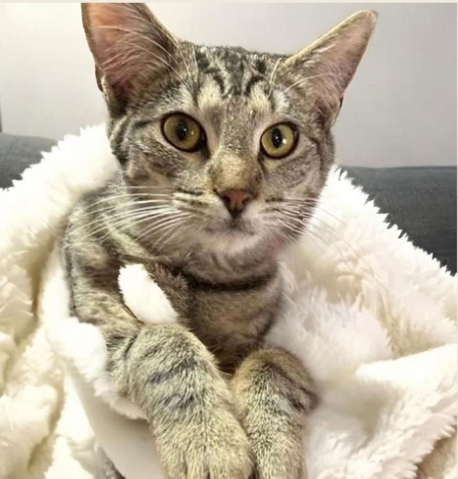 Oscar