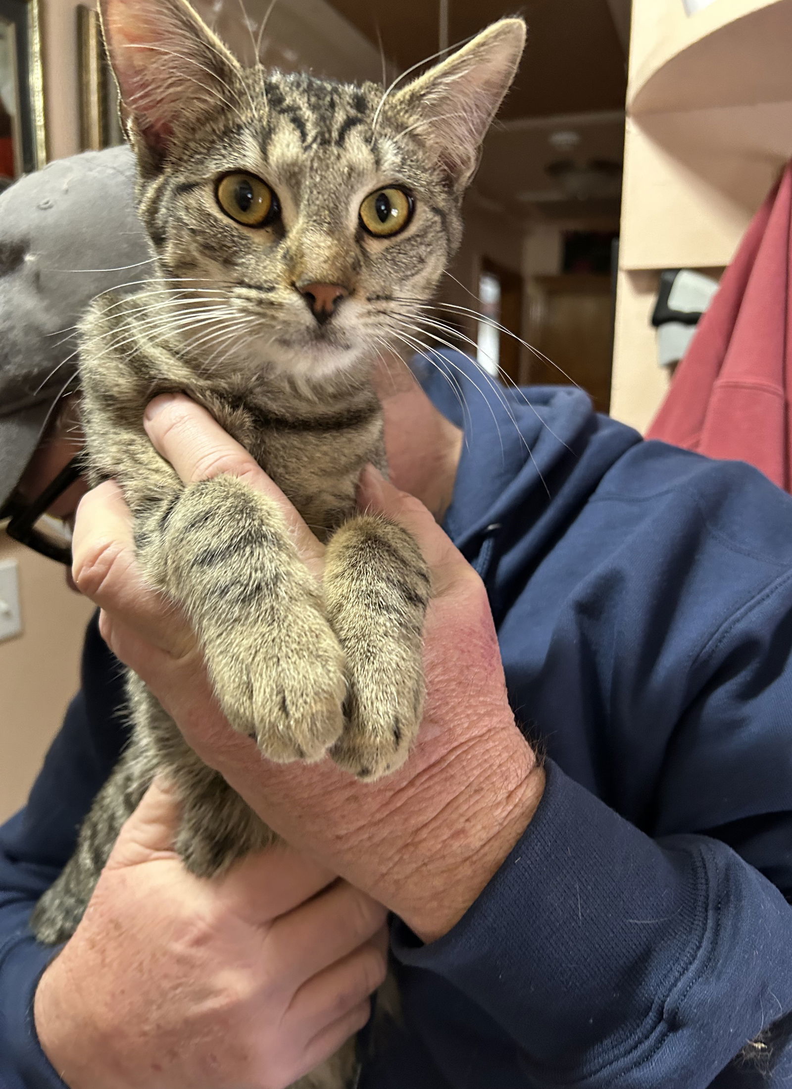 Jesse, an adoptable Domestic Short Hair in Nashville, TN, 37221 | Photo Image 2