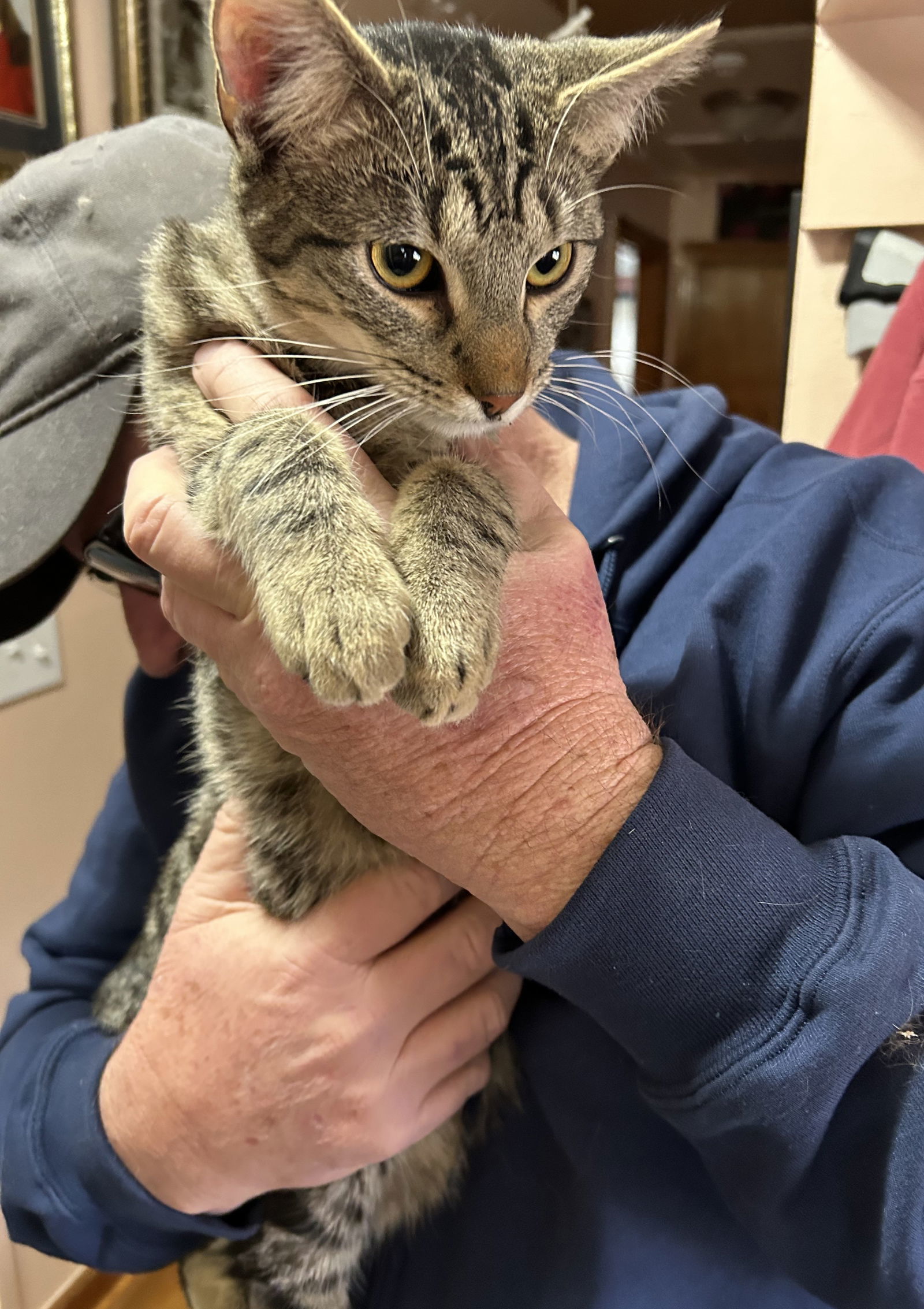 Jesse, an adoptable Domestic Short Hair in Nashville, TN, 37221 | Photo Image 3