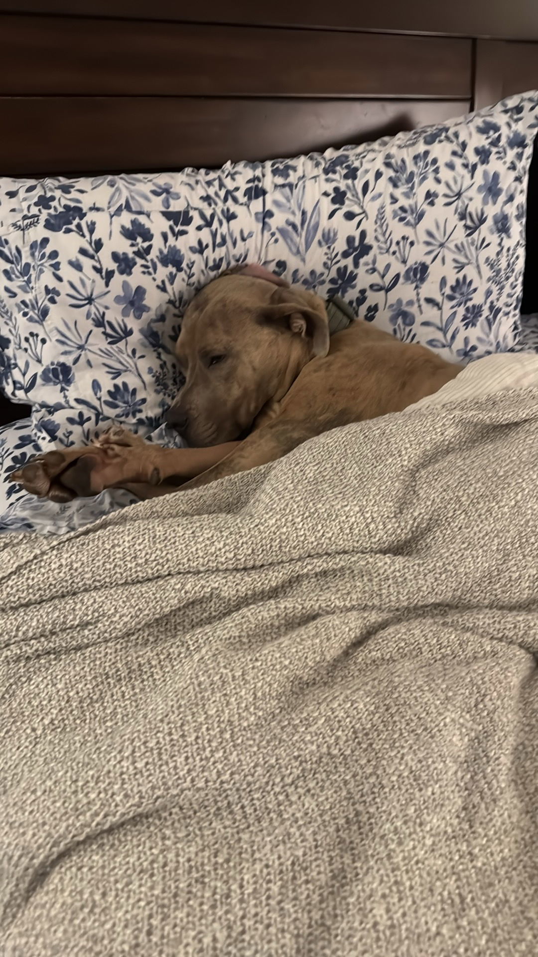 Bruce