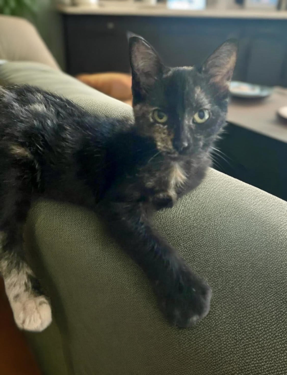 Joy, an adoptable Tortoiseshell, Domestic Short Hair in Nashville, TN, 37221 | Photo Image 1