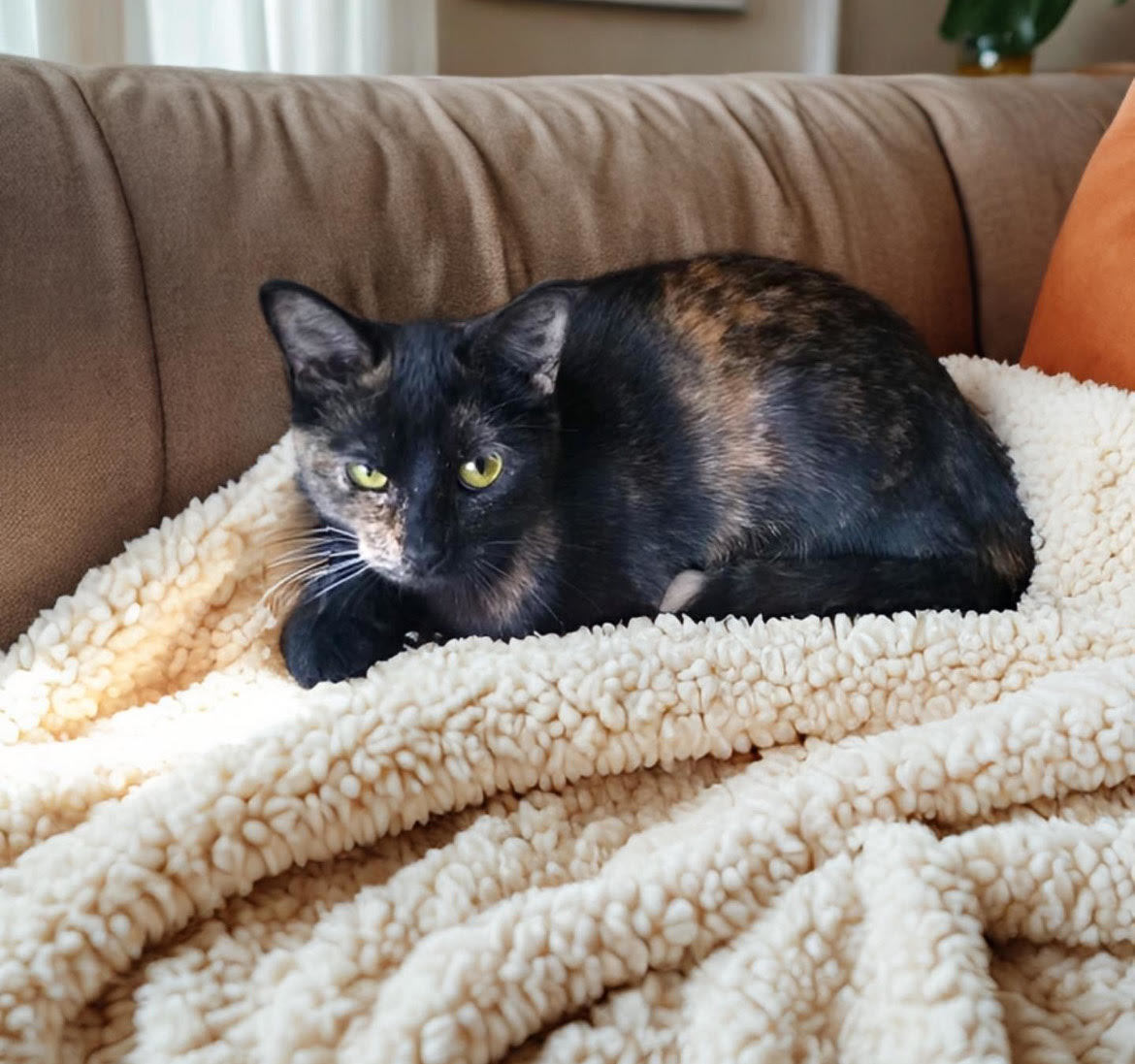 Joy, an adoptable Tortoiseshell, Domestic Short Hair in Nashville, TN, 37221 | Photo Image 2