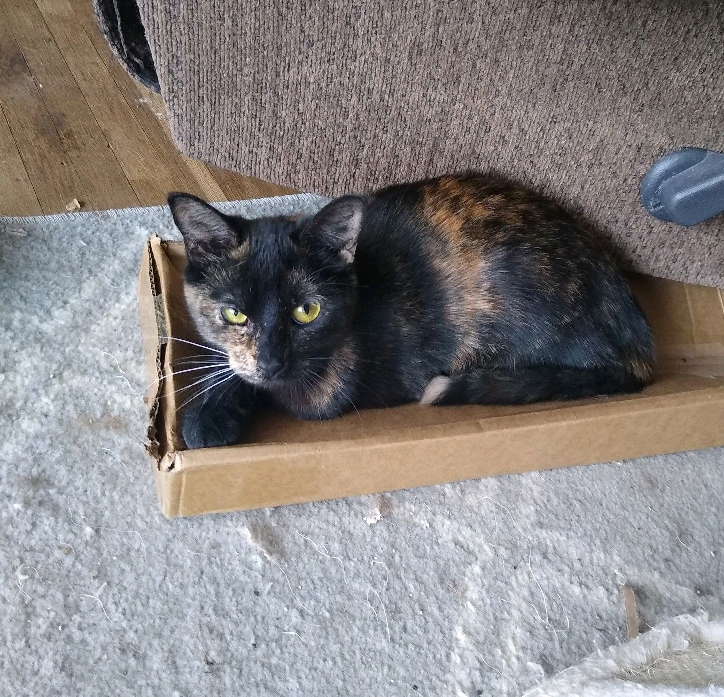 Joy, an adoptable Tortoiseshell, Domestic Short Hair in Nashville, TN, 37221 | Photo Image 3