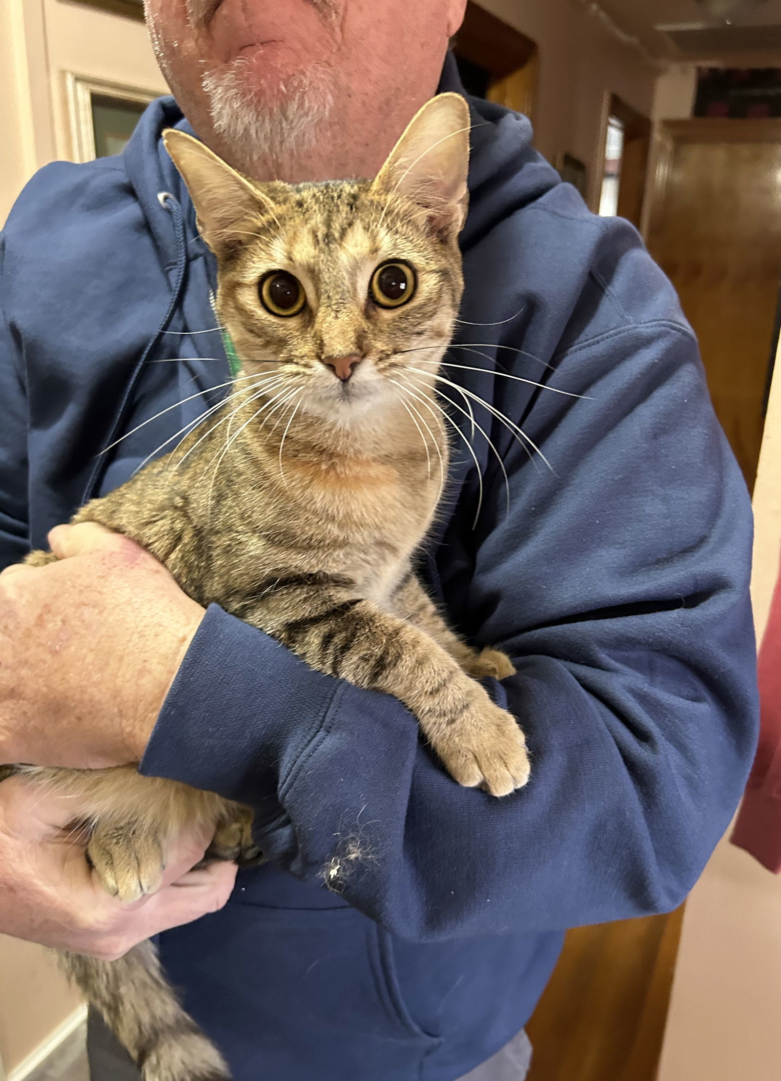 Faye, an adoptable Domestic Short Hair in Nashville, TN, 37221 | Photo Image 3