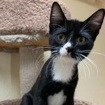 Jean-Paul, an adopted Tuxedo in Rushville, IL_image-1