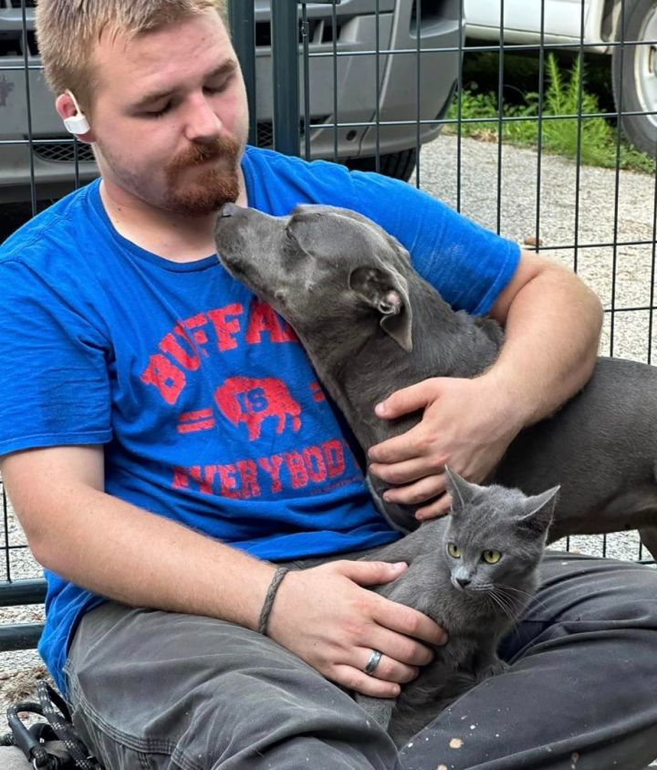 Russian blue hot sale pitbull