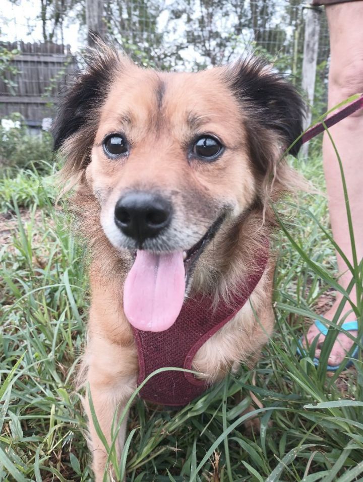 German shepherd and cocker best sale spaniel mix