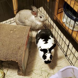 Lulu and Oreo American Rabbit