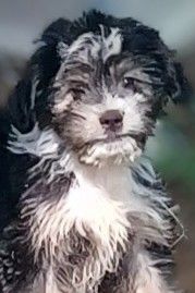 Jiffy Pop, an adoptable Shih Tzu, Papillon in Chattanooga, TN, 37405 | Photo Image 1