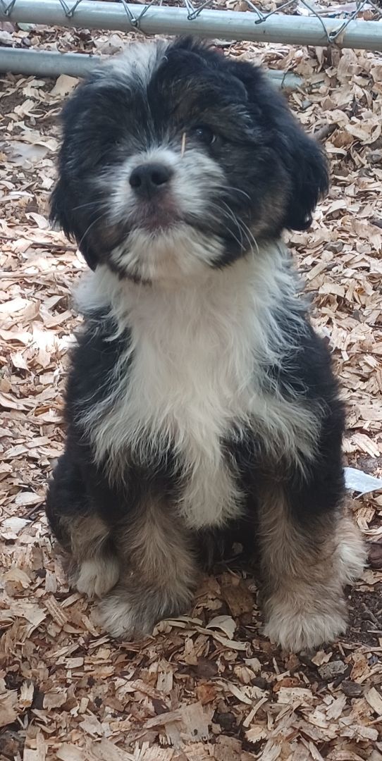 Shih tzu hot sale papillon