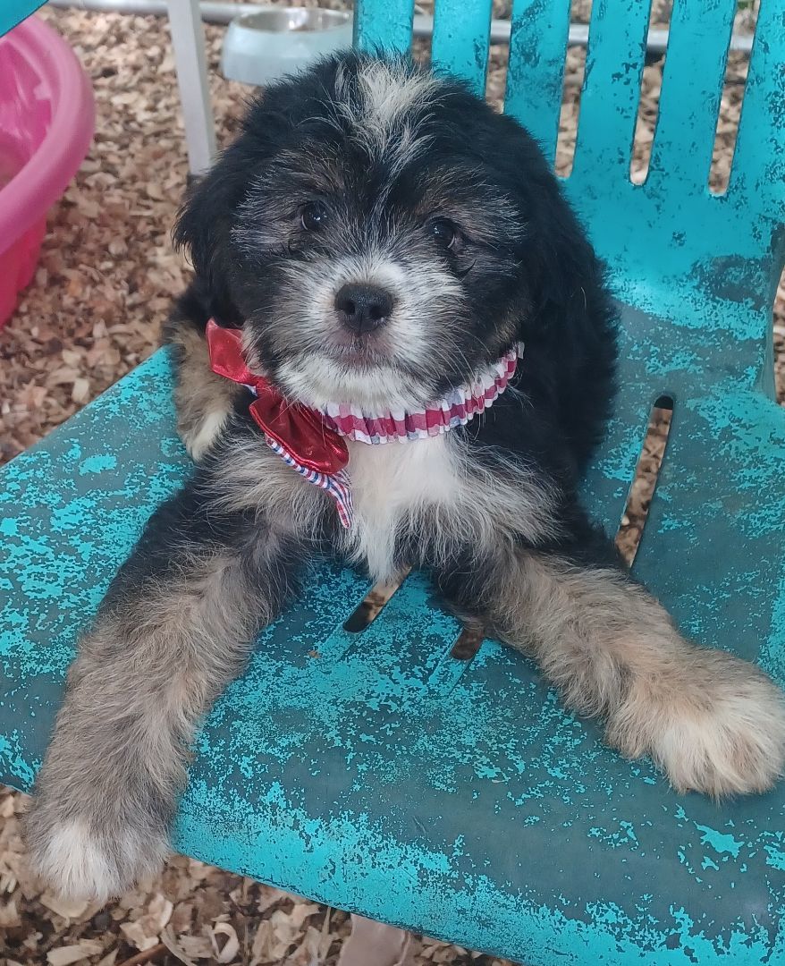 Jiffy Pop, an adoptable Shih Tzu, Papillon in Chattanooga, TN, 37405 | Photo Image 4