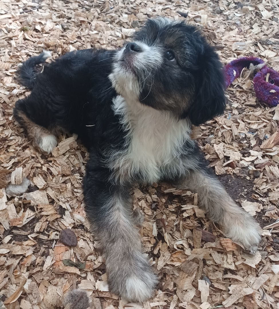 Jiffy Pop, an adoptable Shih Tzu, Papillon in Chattanooga, TN, 37405 | Photo Image 5