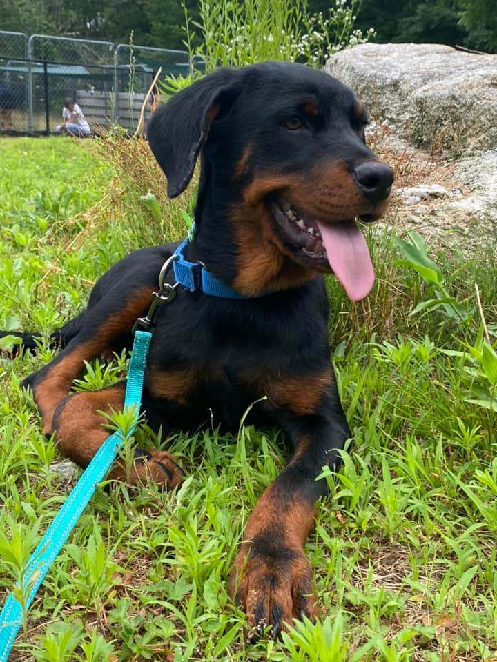 Brazos *HERE IN NH*, an adoptable Rottweiler Mix in Northwood, NH_image-5