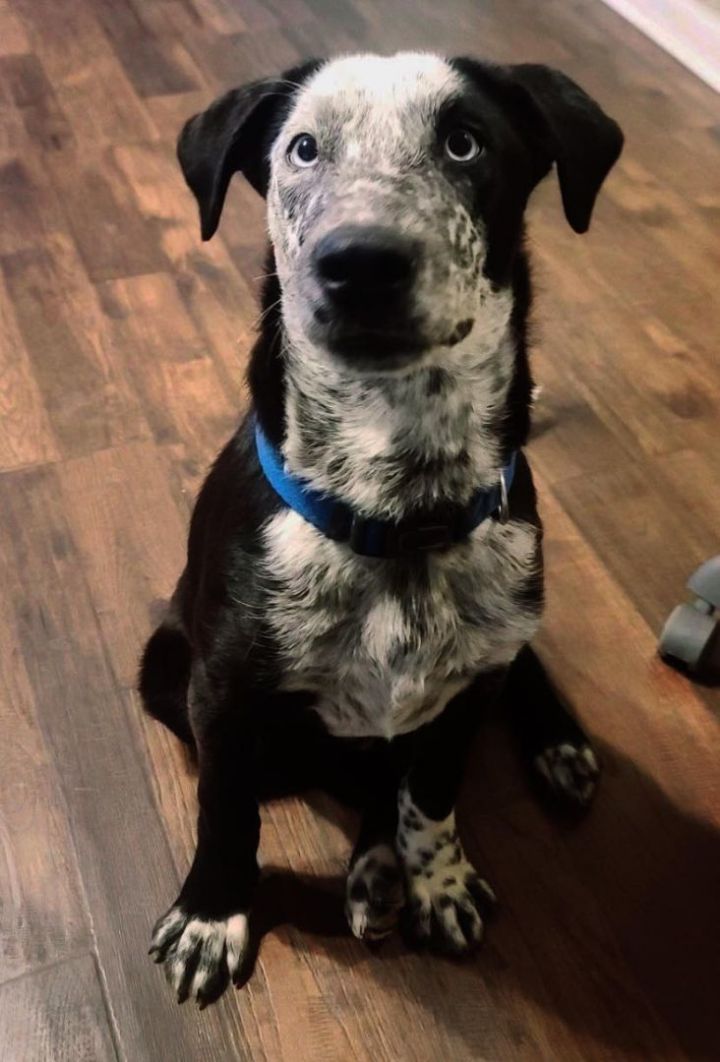 Rosco *HERE IN NH*, an adoptable Cattle Dog Mix in Northwood, NH_image-2