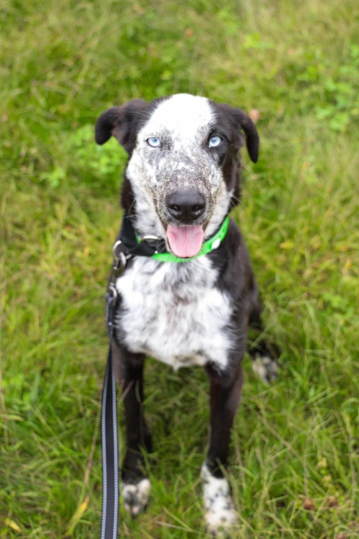 Rosco *HERE IN NH*, an adoptable Cattle Dog Mix in Northwood, NH_image-5