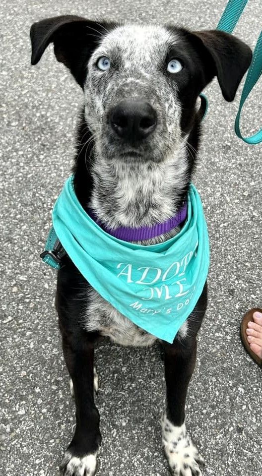 Rosco *HERE IN NH*, an adoptable Cattle Dog Mix in Northwood, NH_image-6