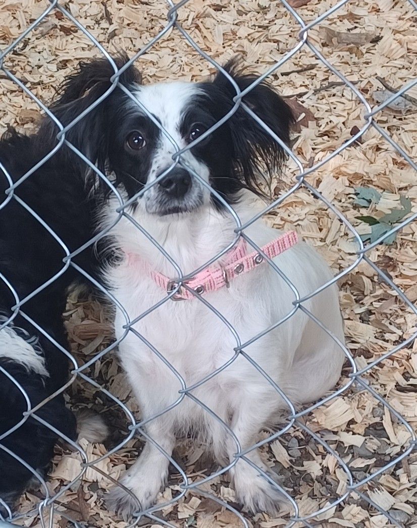Jazzy Jazz, an adoptable Papillon in Chattanooga, TN, 37405 | Photo Image 2