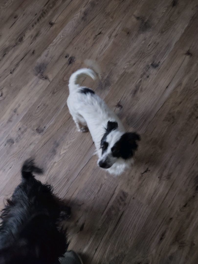 Jazzy Jazz, an adoptable Papillon in Chattanooga, TN, 37405 | Photo Image 3