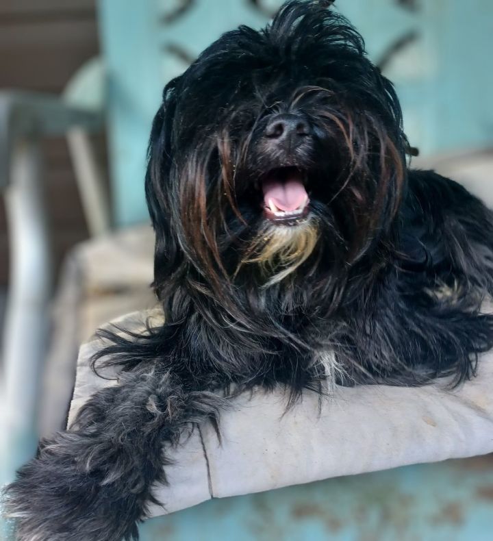 Petfinder shih hot sale tzu