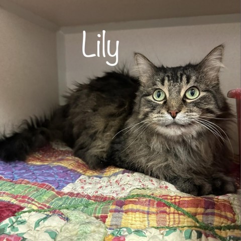 Lily 23704