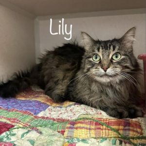 Lily 23704