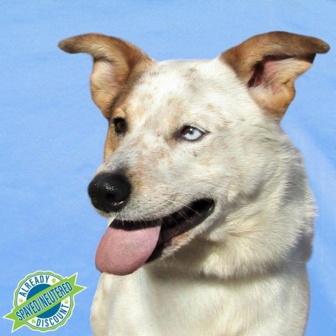 Rhett, an adoptable Mixed Breed in Las Cruces, NM, 88012 | Photo Image 1