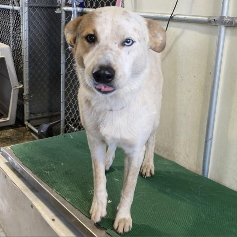 Rhett, an adoptable Mixed Breed in Las Cruces, NM, 88012 | Photo Image 2